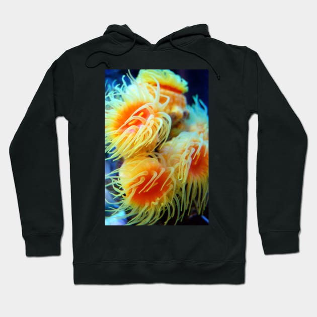 Sea Anemone Hoodie by WaterGardens